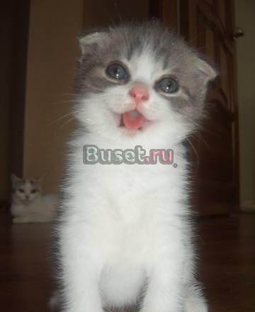 Шотландский вислоухий котик Волгоград