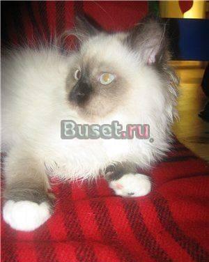 Котенок  породы рэгдолл Москва
