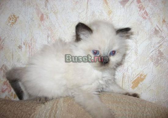 Котята породы рэгдолл Москва