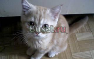 Британский котик красный мраморного окраса Санкт-Петербург