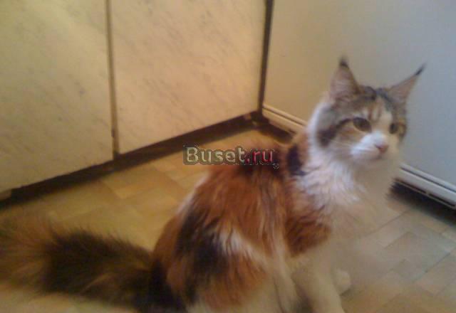 Кошечка Породы Мейн-кун (maine Coon) Санкт-Петербург
