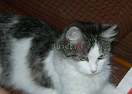 Отдам кошку в добрые руки Чебоксары