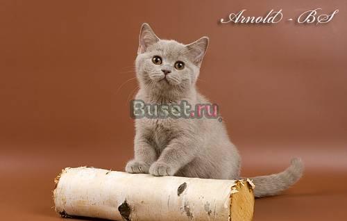 Британский лиловый плюшевый котенок (кошечка) Москва