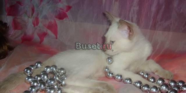 Котики Петербургского Сфинкса ( вариация) Санкт-Петербург