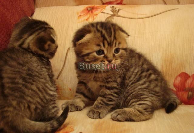 Шотландские вислоухие котята Москва