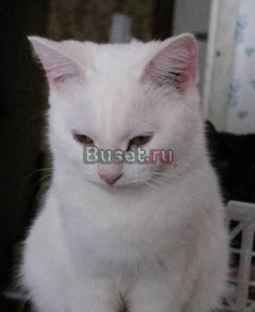 Котята в добрые руки Нижний Новгород