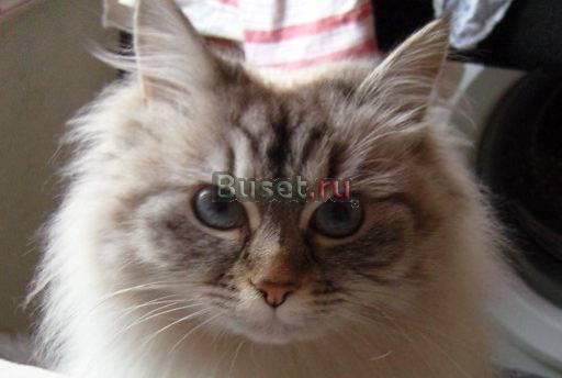 Кошка Василиса Москва