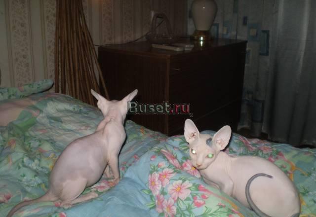котята канадские сфинксы Москва