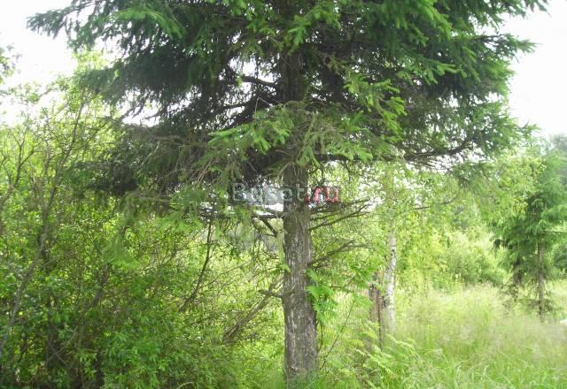 Участок ижс в Борисовой Гриве, кр. к лесу, ряд. оз Санкт-Петербург