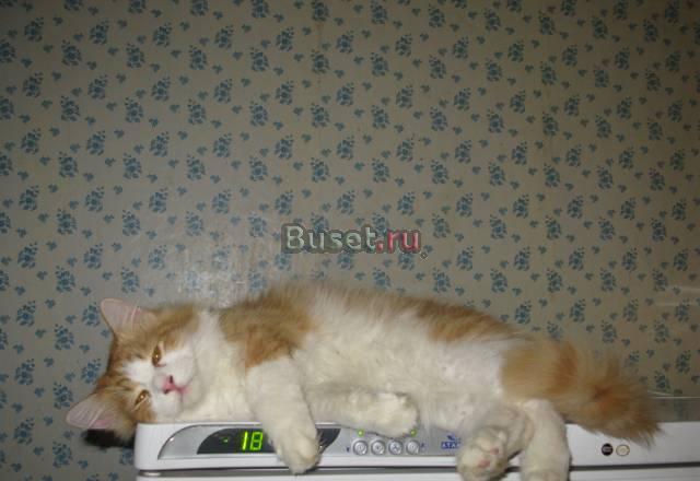 Котята в добрые руки Нижний Новгород