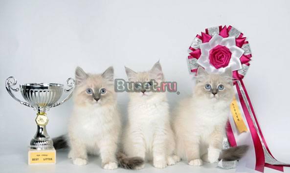 Невские маскарадные котята Москва