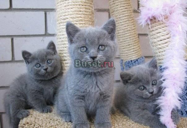 Британские голубые плюшевые котята Красноярск