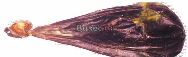 Медвежья желчь Амурск