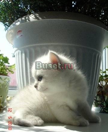 Серебристые Британчики) Екатеринбург