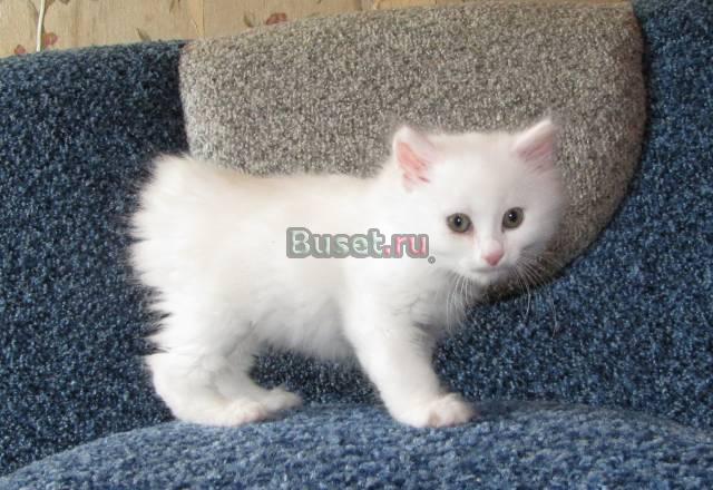 Котят породы курильский бобтейл Хабаровск