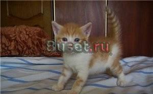Британский  котик Москва
