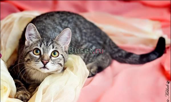 Ласковая и игривая Виола, котенок-подросток, в дар Москва