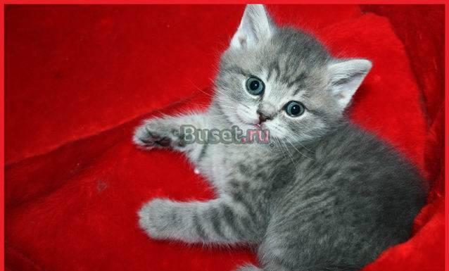 Покупайте котят Екатеринбург