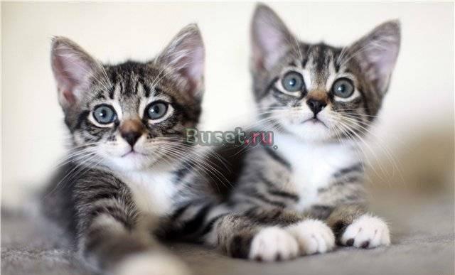 Красивые, маленькие котята заботливым родителям Санкт-Петербург