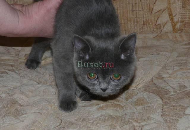 Британские котята Москва