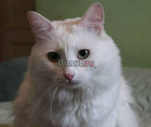 Кот ищет кошку Уфа
