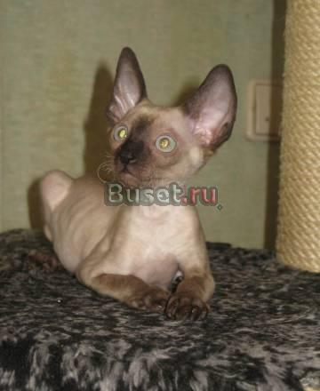 Корниш-рекс котята от питомника Москва