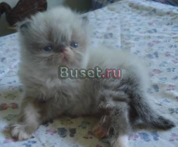 Персидские и экзотические котята Москва