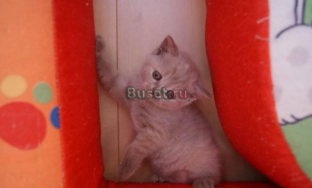 Котята Шотландские фолд и страйт Хабаровск