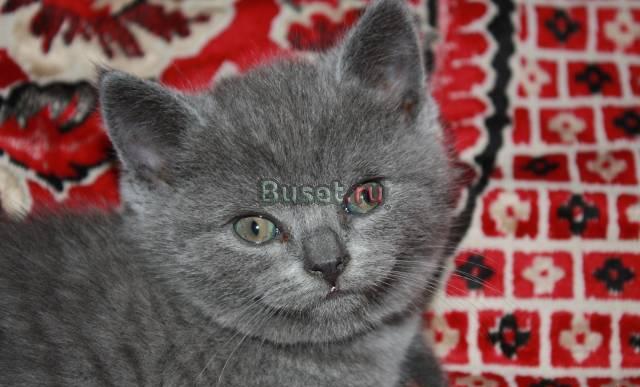 Шотландские котята Москва