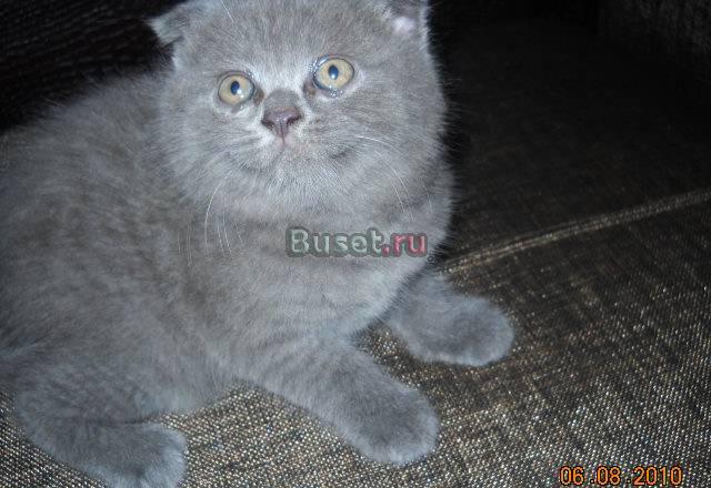 Шотландские вислоухие котятки Москва