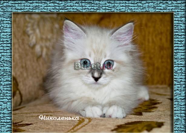 Невская Маскарадная шоу класса Москва