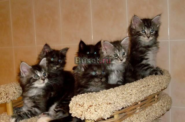 Породистые котята Казань