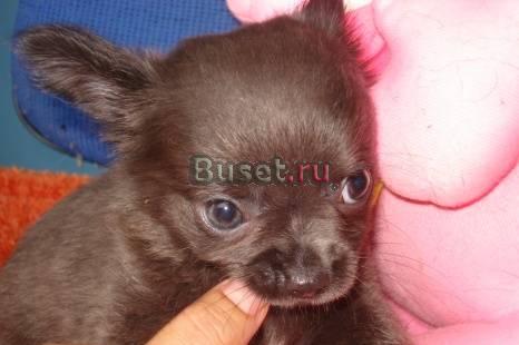 Эксклюзивный голубой мальчик чихуахуа Смоленск