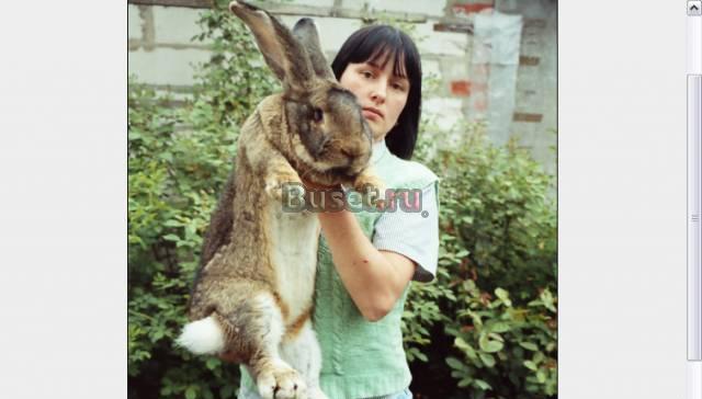 Кролики породы бельгийский великан Воронеж