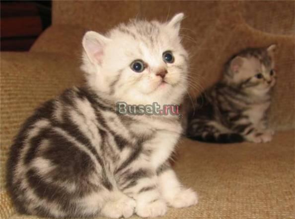 Британские пятнистые (вискас) и мраморные котята Рыбинск