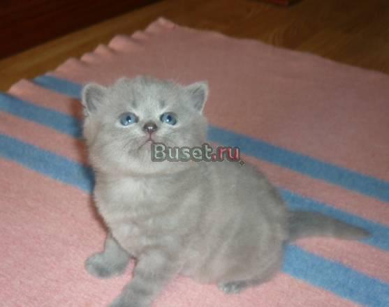 Продам элитных котят Британской породы Москва