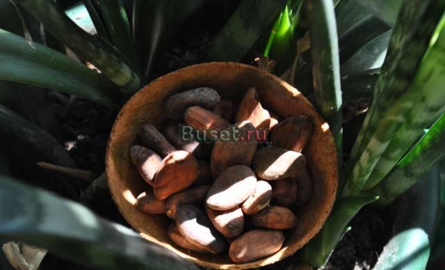 Какао-бобы Санкт-Петербург