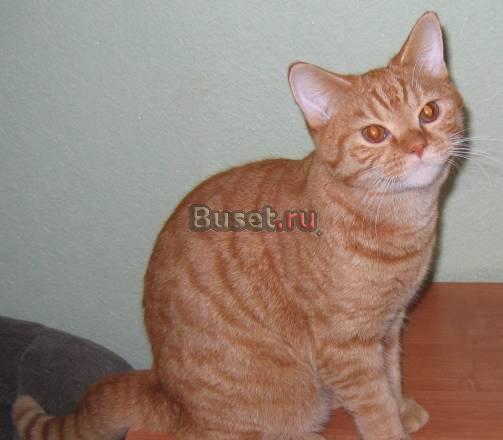 Британские котята  рыжий котик Москва