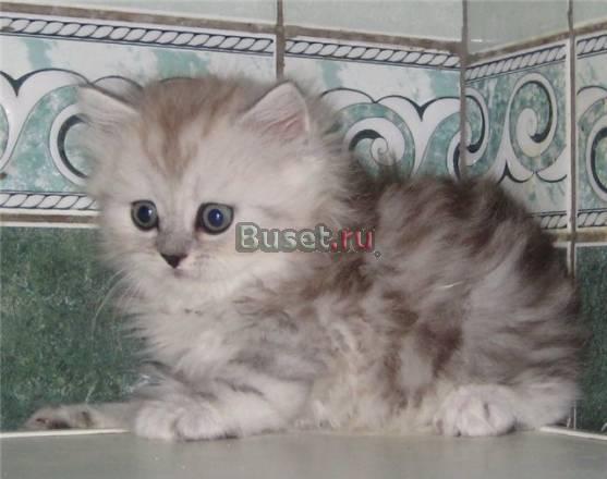 Шотландские котики  хайленды и страйты Москва