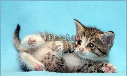 Котенок-ласковая мурлыка) Санкт-Петербург