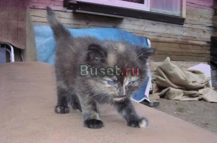 Отдам котят в хорошие руки Санкт-Петербург