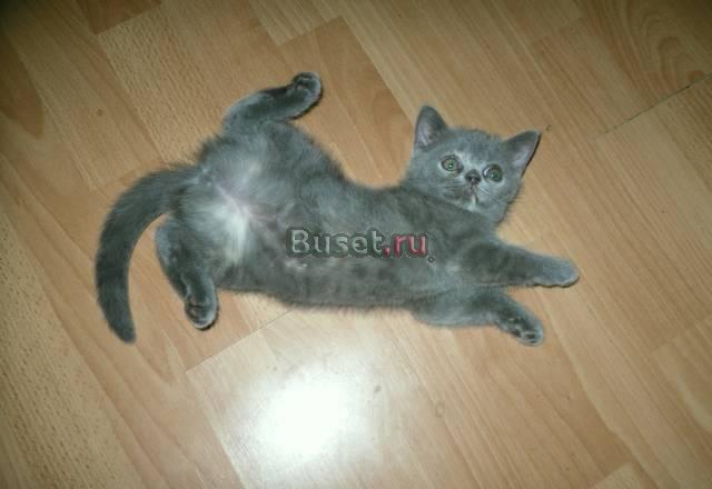 Британские котята Москва