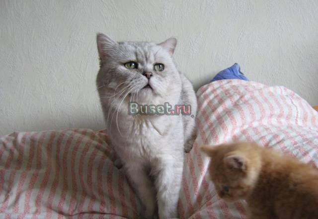 Британский рыжий котик2,5мес и помладше Санкт-Петербург