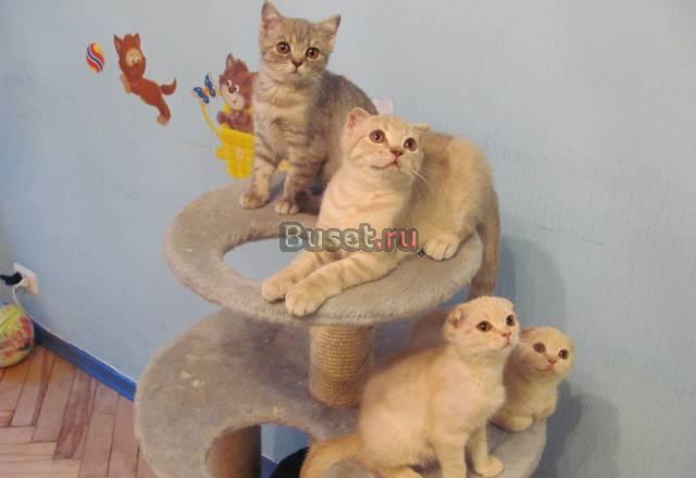 Продаются котята Скотиш фолд Санкт-Петербург