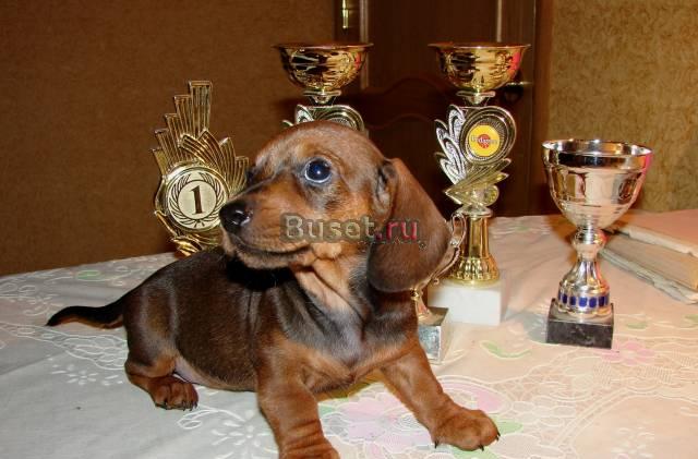 Щенки кроличьей таксы с отличными данными Волгоград