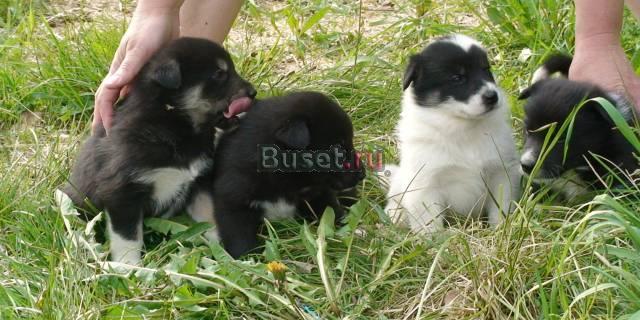 Продам щенков воточносибирской лайки Петрозаводск