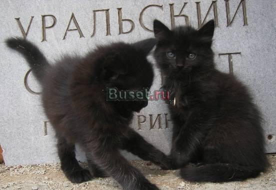 Отдам пушистого котенка-мальчика Екатеринбург