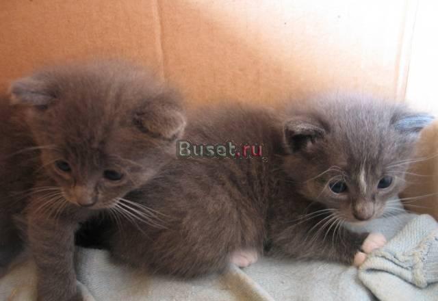 Хорошенькие котики безвозмездно в добрые руки Москва