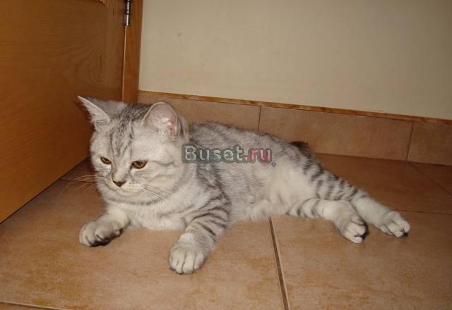 Отдадим шотландскую кошечку 4 мес Москва