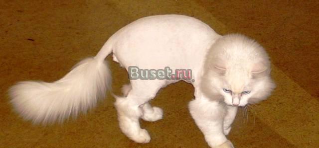 Стрижка кошек и котов Москва